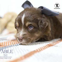 Fable - Red Tri Female - Red tri-color female Australian Shepherd puppy in Nacogdoches, Texas from TK Standard, Mini, & Toy Aussies