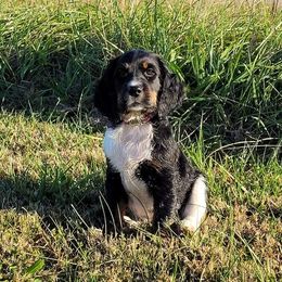 English Springer Spaniel Puppies from 31 Pines Springers & Retrievers