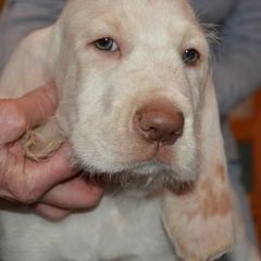 Spinone Italiano Puppies from Stella Del Nord Spinoni Italiani