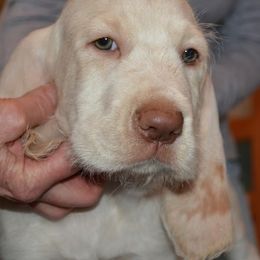 Spinone Italiano Puppies from Stella Del Nord Spinoni Italiani
