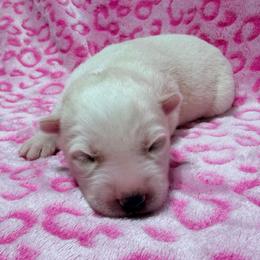 AKC Jeanette - White female Siberian Husky puppy in Centreville, Maryland from Huskies By the Bay