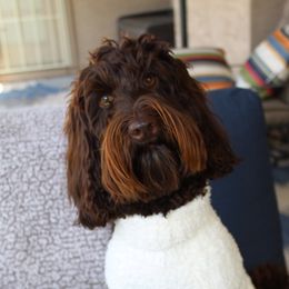 Clover - Australian Labradoodle