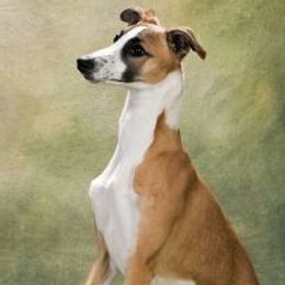 Captain - Whippet