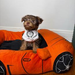Brownie - Chocolate, tan and white male Yorkshire Terrier puppy in Illinois from Pretty Little Yorkies