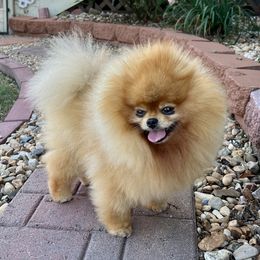 James - Orange male Pomeranian puppy in Hot Springs, Arkansas from Pomeranian Empire