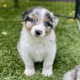 Cypress - Blue merle male Australian Shepherd puppy in Salinas, California from AA Aussies