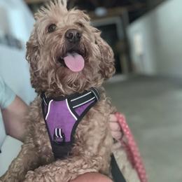 Labradoodle puppies from Doodle Paw Ranch