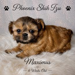 Maximus - Gold male Shih Tzu puppy in Hayden, Idaho from Phoenix Shih Tzu