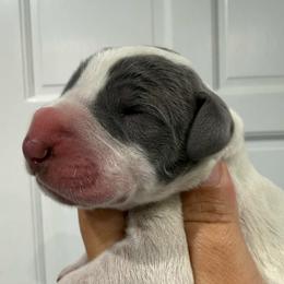 Connelly - Blue and white female Great Dane puppy in Florida from Beachside Kennels