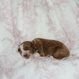 Cherry - Red  female Goldendoodle puppy in Vancouver, Washington from Blissful Doodles