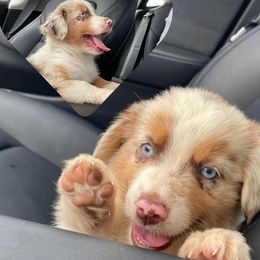 Australian Shepherds, Miniature Australian Shepherds, and Toy Australian Shepherds from North Texas Aussies