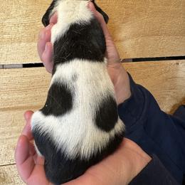 Female 4 - Black brown and white female Basset Hound puppy in Lindley, New York from Hill Top Basset Hounds & Cane Corso