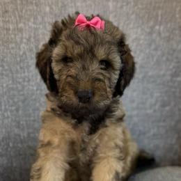 Honey - Tri-color female Double Doodle puppy in Big Stone Gap, Virginia from Southern Sunshine Doodles