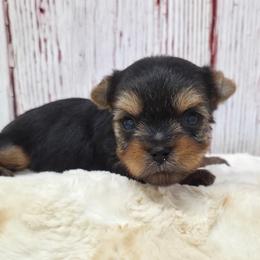 Hot Rod TEACUP - Blue and gold male Yorkshire Terrier puppy in Monticello, Iowa from Ashley’s Puppies