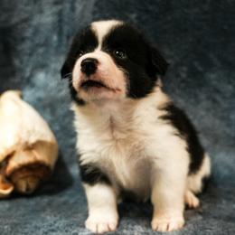 American Corgi, Cardigan Welsh Corgi, and Pembroke Welsh Corgi Puppies from Cal Beach Corgis