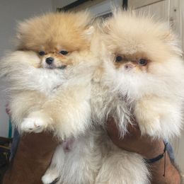 Sushi - Pomeranian