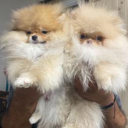 Sushi - Pomeranian