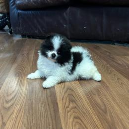 Bronco - Black parti male Pomeranian puppy in Clinton, Tennessee from Liza’s Aussies & Poms