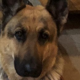 German Shepherds from Osborn's Country German Shepherds