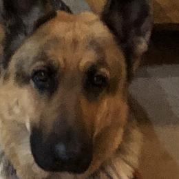 German Shepherds from Osborn's Country German Shepherds
