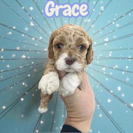 Grace - Red and white female Cockapoo puppy in Connersville, Indiana from MoonShine Babies