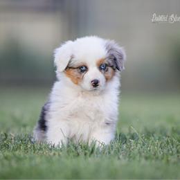 Sierra - Blue merle female Australian Shepherd puppy in Herriman, Utah from Painted Blue Aussies