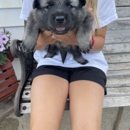 Norwegian Elkhound Puppies from English Bench Elkhounds