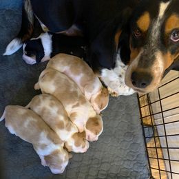 Basset Hound Puppies from Triple B’s Bassets