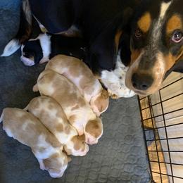 Basset Hound Puppies from Triple B’s Bassets