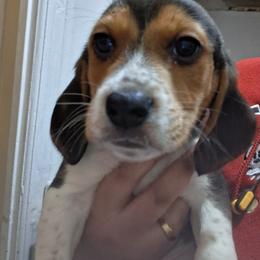 Buddy - White black and tan male Beagle puppy in East Providence, Rhode Island from Amanda's Beagles