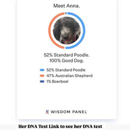 Aussiedoodle, Bernedoodle, and Goldendoodle Puppies from Lyon and Luna Goldendoodles Bernedoodles