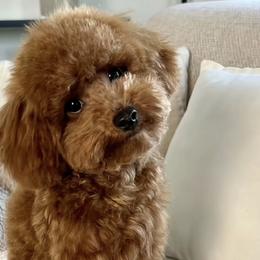 Caylee - Poodle