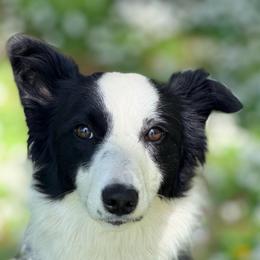 Cricket - Border Collie