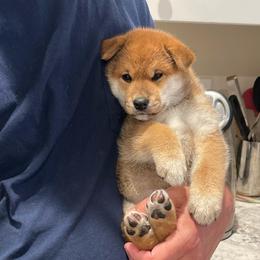 Saya - Red female Shiba Inu puppy in Milton, Florida from Moonlight Shibas