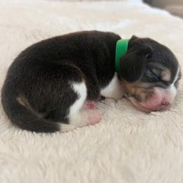Beau - Black tan and white male Beagle puppy in Brownsboro, Texas from Willow Bark Beagles