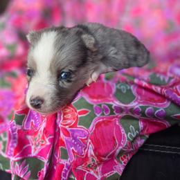 Echo - Merle female Pomsky puppy in Mc Callsburg, Iowa from SZ Rolling Acres LLC
