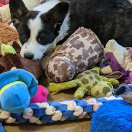 Cardigan Welsh Corgis from Bendi Cardigans