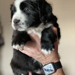 Aussiedoodle, Bernedoodle, and Goldendoodle Puppies from Elle and Oak Farms