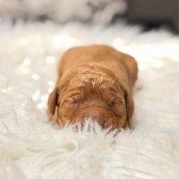 Artemis - Red  male Goldendoodle puppy in Arlington, Texas from Chambers Doodle Patch