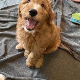 Goldendoodle Puppies from BB Doodles