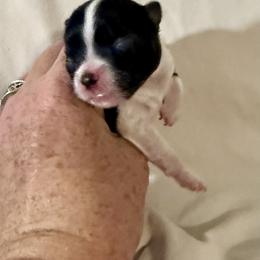 Hei Hei - Black and white male Chihuahua puppy in Molino, Florida from Pensacola Chi Garden