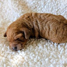Jersey - Red female Cockapoo puppy in Sparta, Missouri from Sis' Doodles & Poodles
