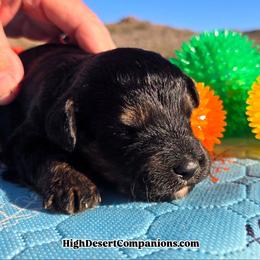 Meet Marble (Miss Cream) - Black tri-color female Aussiedoodle puppy in Dolan Springs, Arizona from High Desert Companions