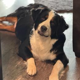 Juneau - Bernedoodle