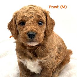 Frost (M) - Red  male Goldendoodle puppy in Lewisville, Texas from Zink Doodles