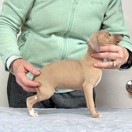 Fawn - Blue fawn male Italian Greyhound puppy in North Carolina from Celtic Sighthounds