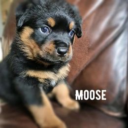 Rottweiler Puppies from Alpha Co. Rottweilers