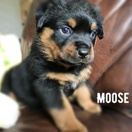 Rottweiler Puppies from Alpha Co. Rottweilers