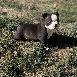 Xack - Black brindle and white male Boston Terrier puppy in Fillmore, Illinois from Wind Hill Puppies