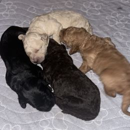 Goldendoodle Puppies from Diverse Nurturing Affectionate Doodle Kennel
